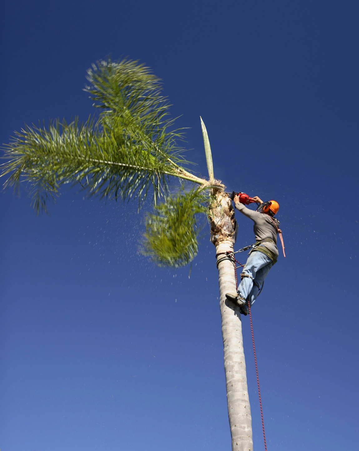 PROFESSIONAL GARDENING SERVICES